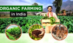 Farmer empowerment system through sustainable organic farming